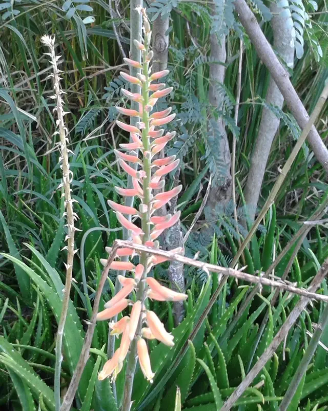 Aloe vera
