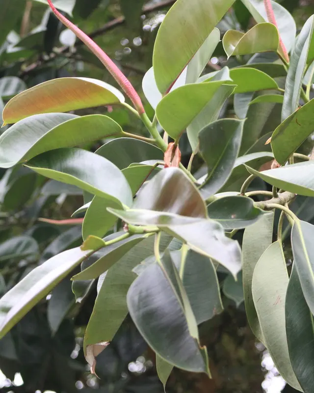 Rubber plant