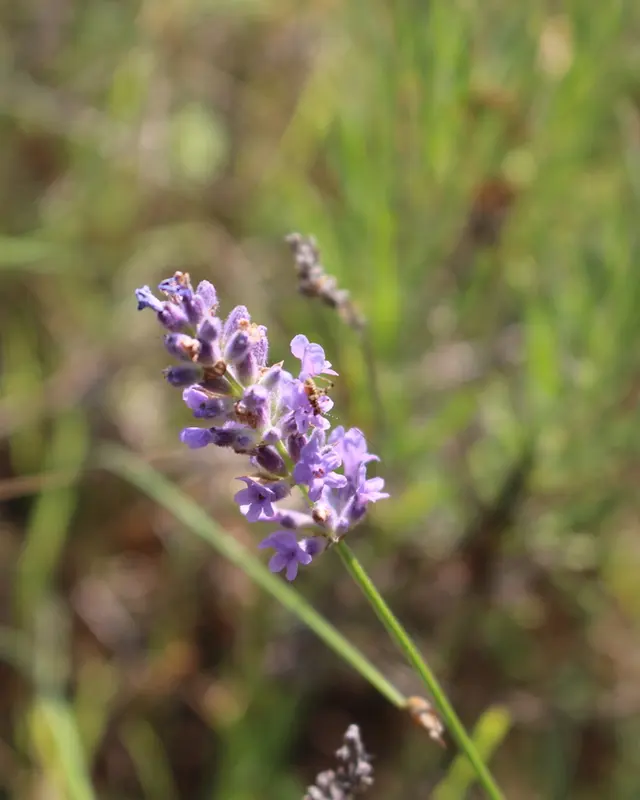 Lavender