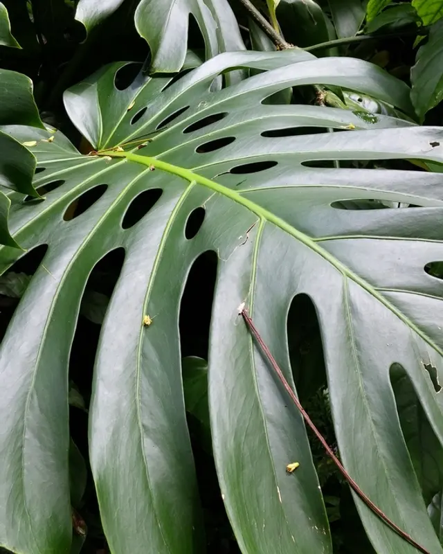 Swiss cheese plant