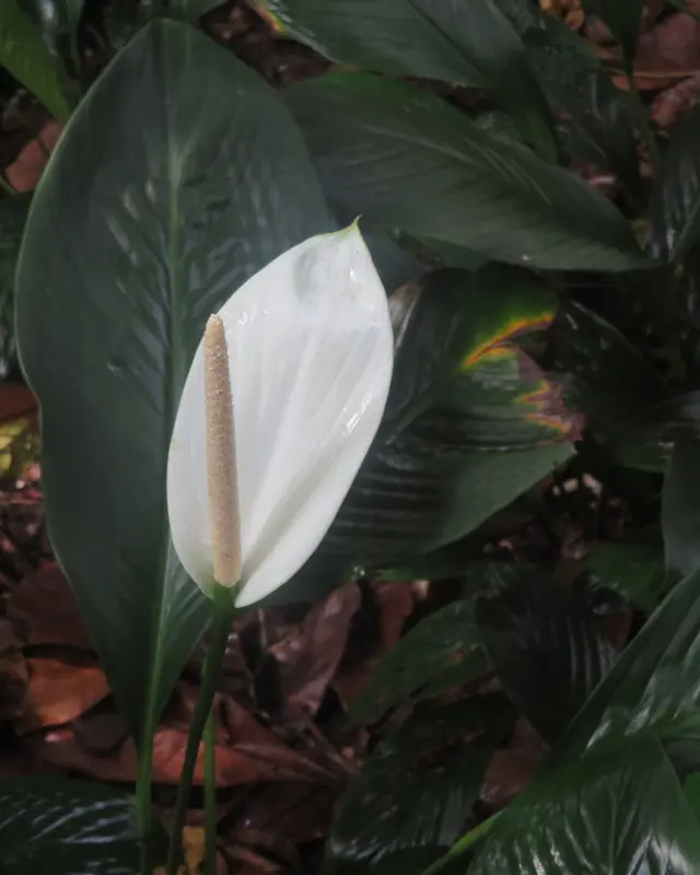 Peace lily
