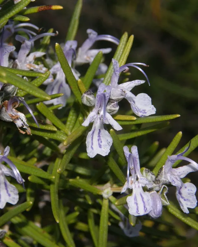 Rosemary